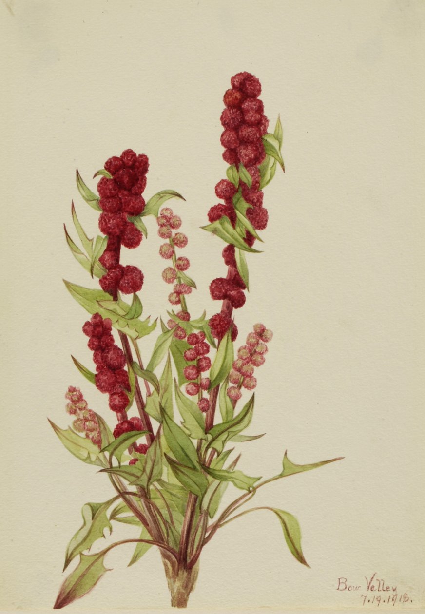 Strawberry-Blite Chenopodium capitatum, 1918. autorstwa Mary Vaux Walcott