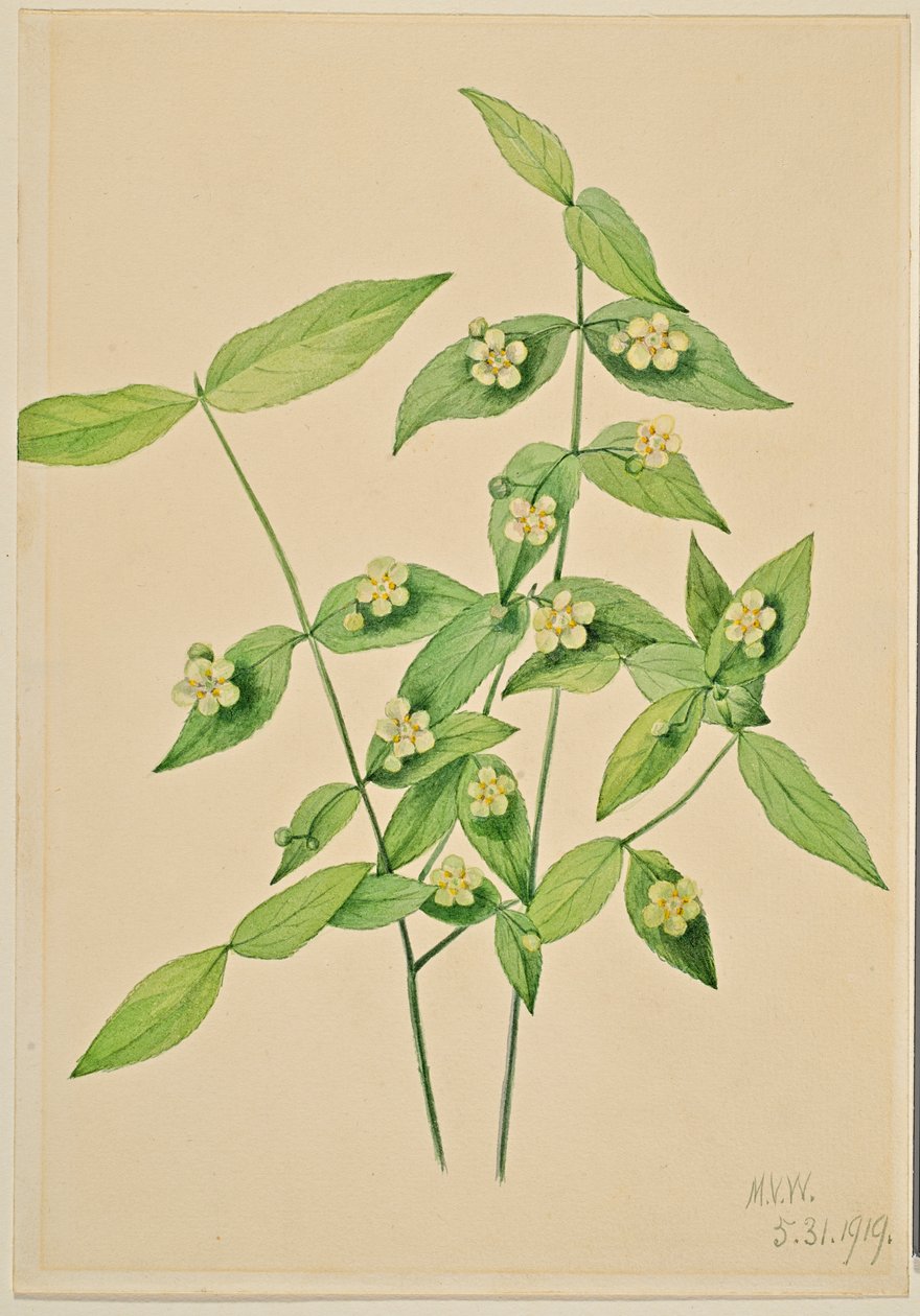 Krzew truskawkowy (Euonymus americanus) autorstwa Mary Vaux Walcott