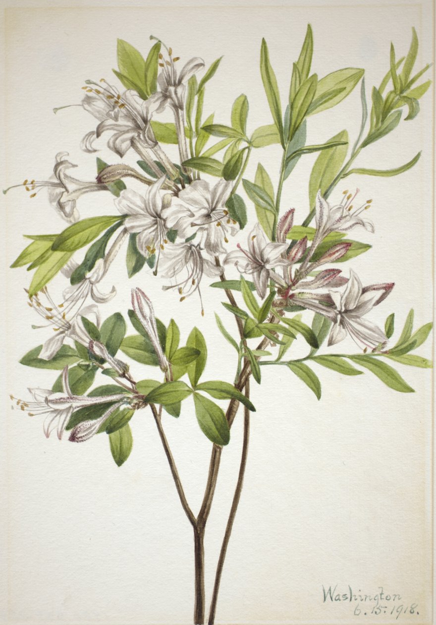 Azalia bagienna Azalia viscosa, 1918. autorstwa Mary Vaux Walcott