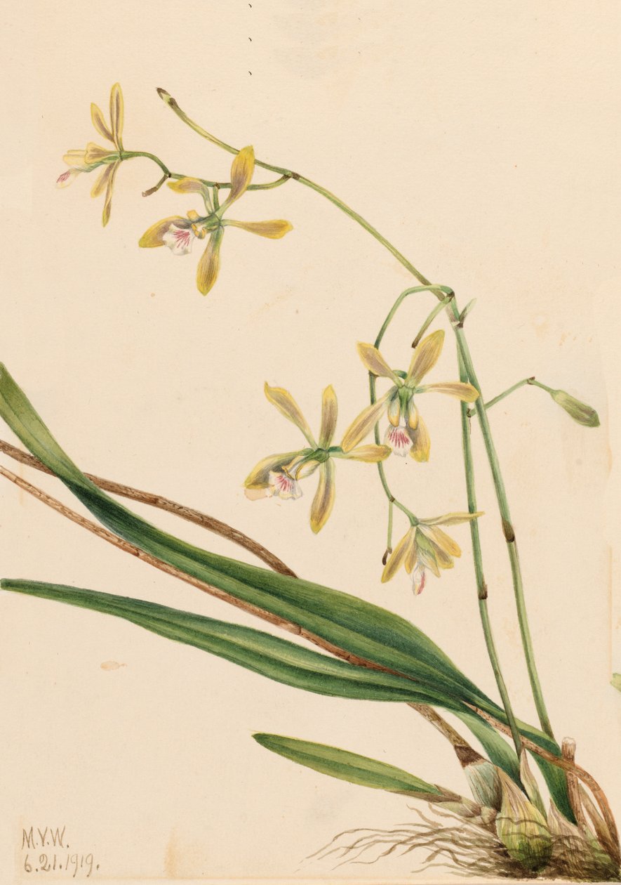 Tampa Epidendrum Epidendrum tampense, 1919. autorstwa Mary Vaux Walcott