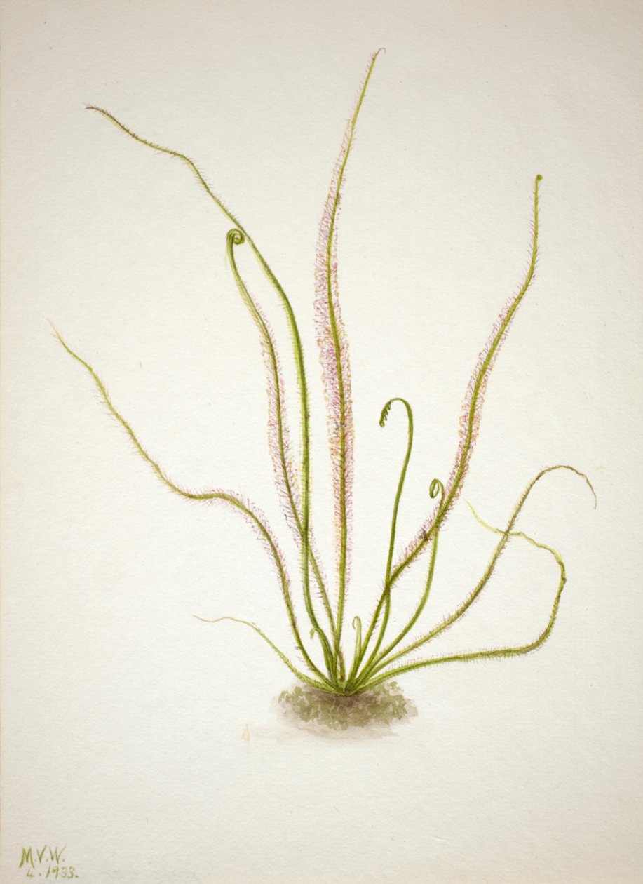 Rosiczka rosiczka nitkowata Drosera rotundifolia, 1933. autorstwa Mary Vaux Walcott