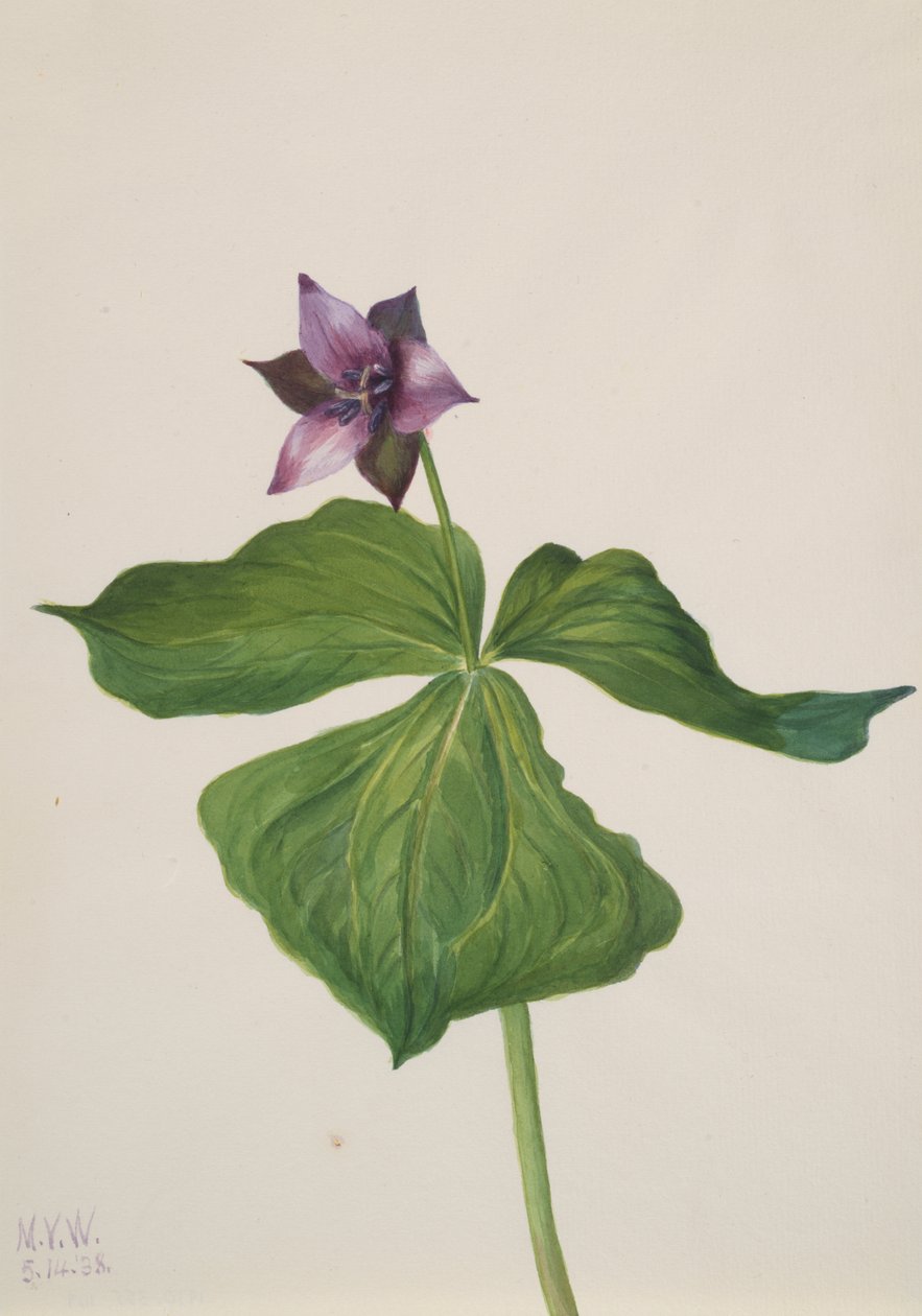 Trillium wzniesiony, 1938. autorstwa Mary Vaux Walcott