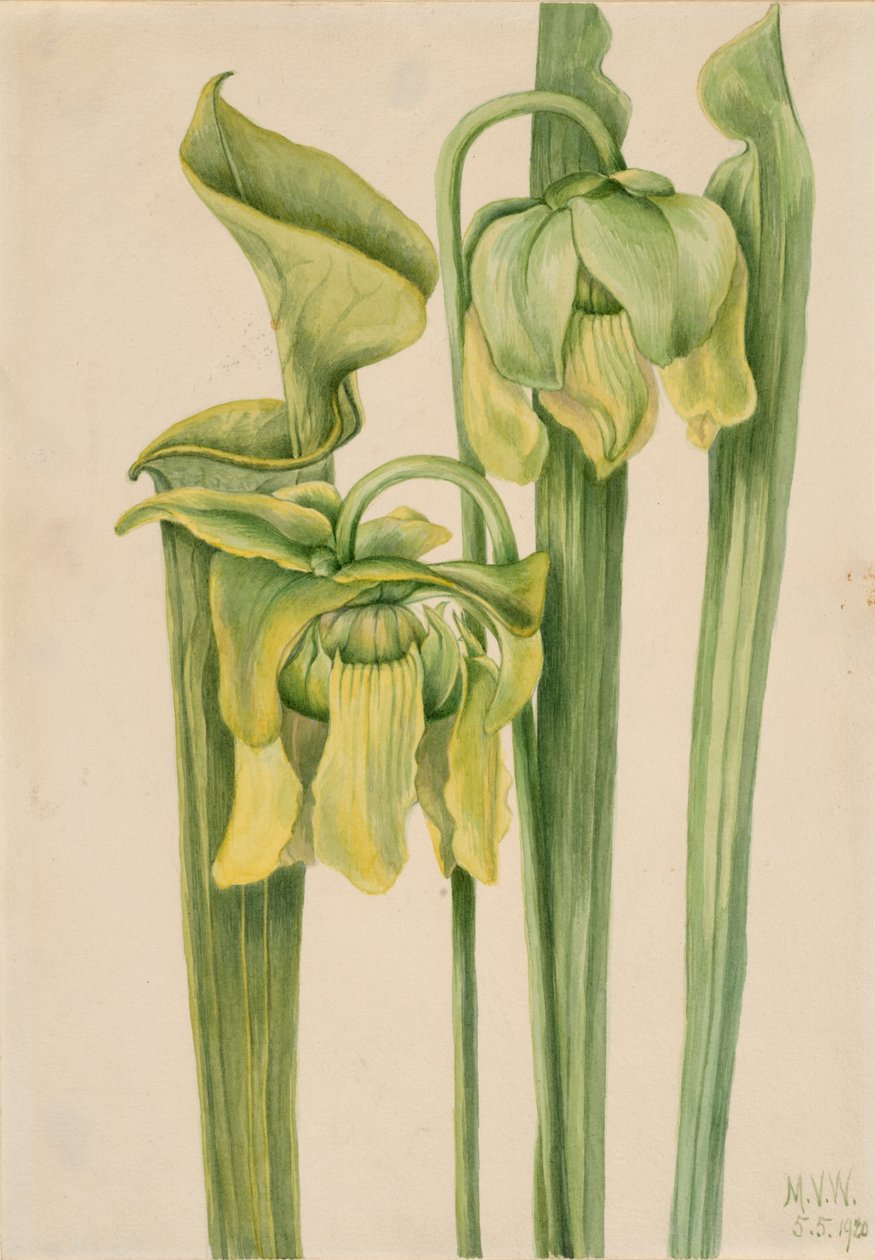 Trąbka sarracenia flava, 1920. autorstwa Mary Vaux Walcott