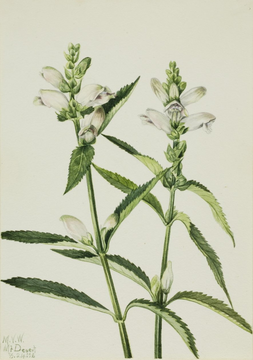 Turtlehead (Chelone glabra) autorstwa Mary Vaux Walcott