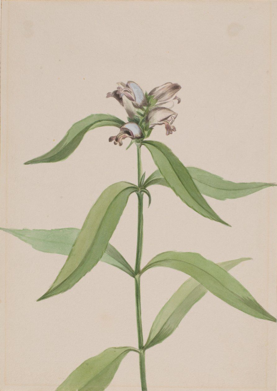 Turtlehead (Chelone glabra) autorstwa Mary Vaux Walcott