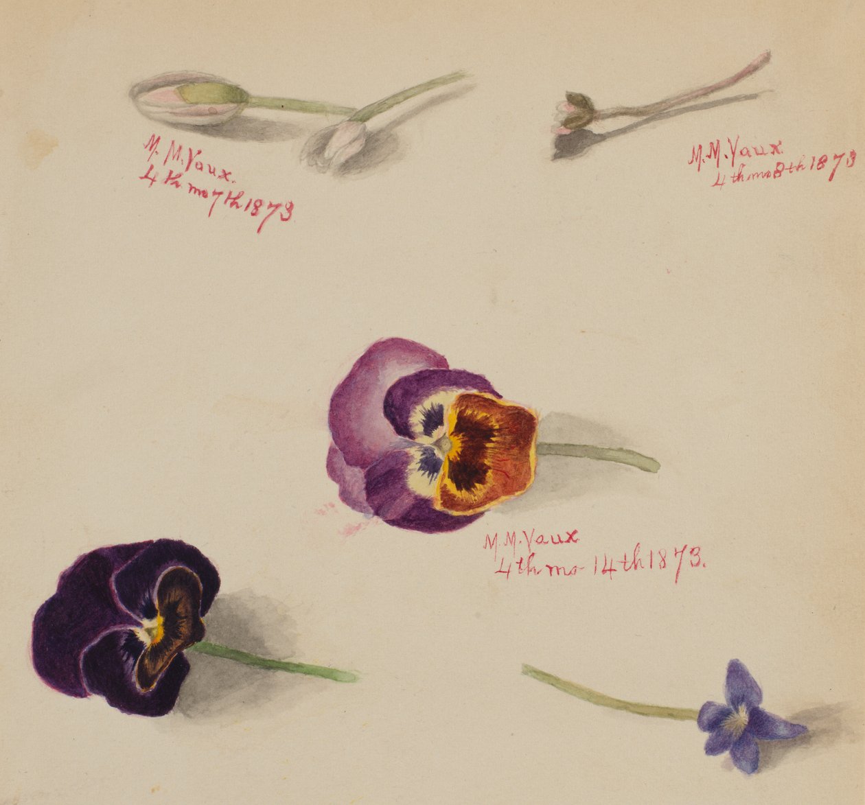 Bez tytułu — Studium kwiatowe, 1873. autorstwa Mary Vaux Walcott