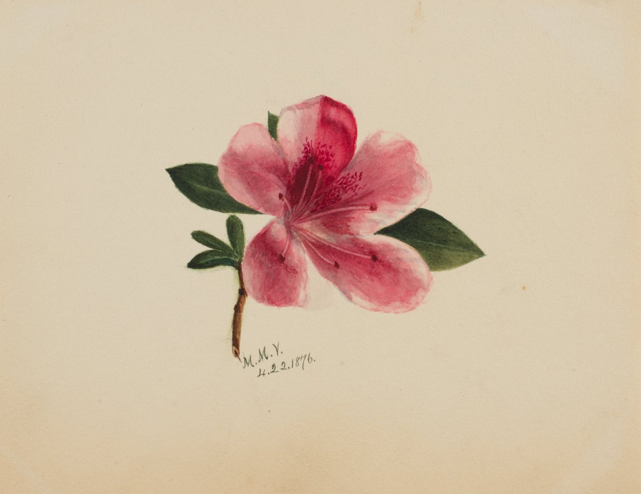 Bez tytułu — Studium kwiatowe, 1876. autorstwa Mary Vaux Walcott