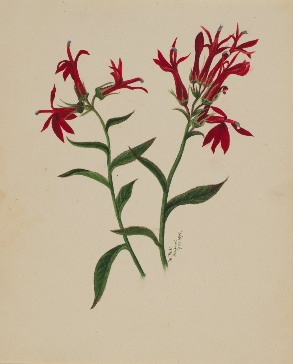Bez tytułu — Studium kwiatowe, 1876. autorstwa Mary Vaux Walcott