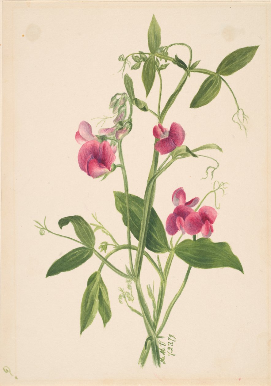 Bez tytułu — Studium kwiatów, 1879. autorstwa Mary Vaux Walcott