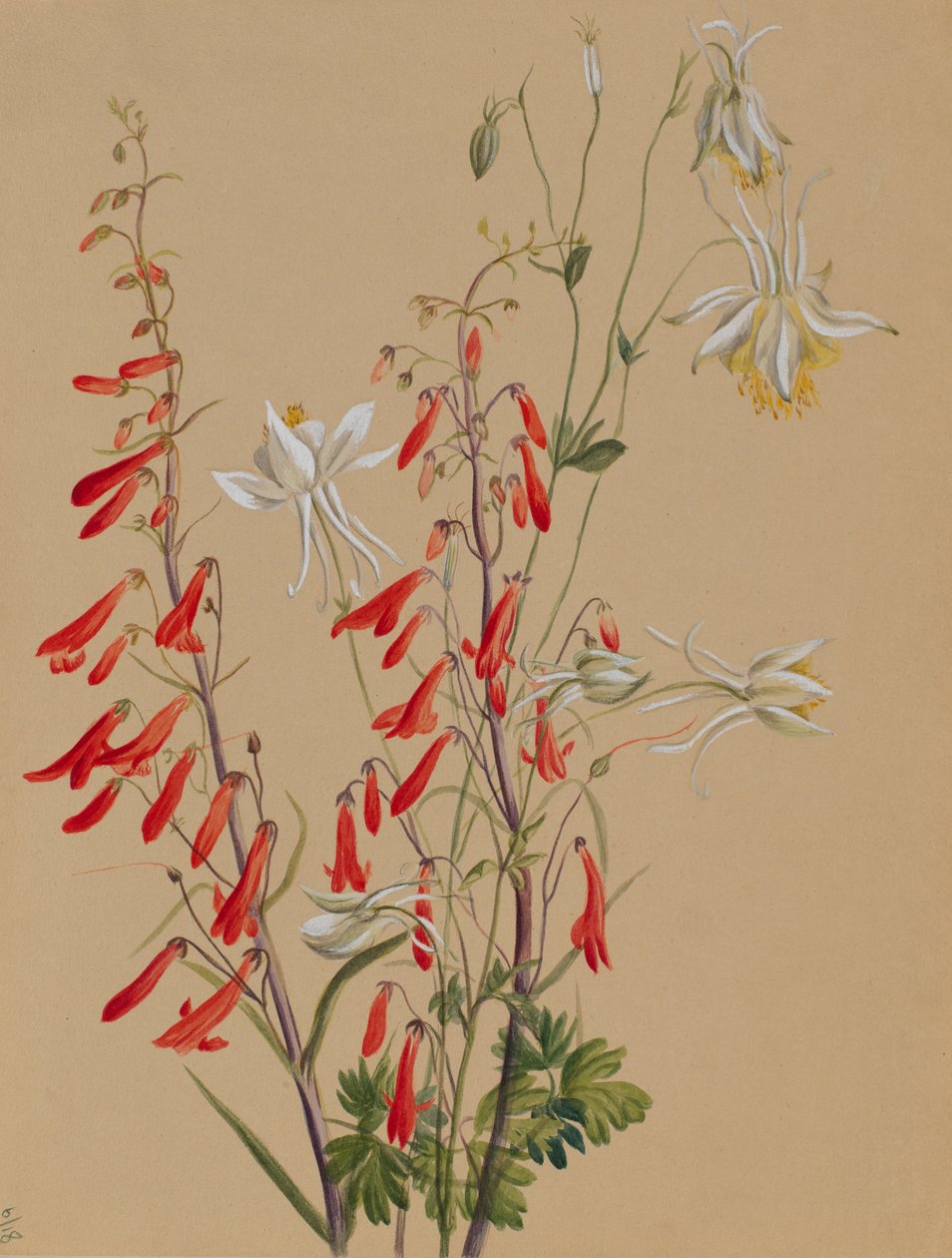 Bez tytułu — Studium kwiatowe, ca. 1883-1900. autorstwa Mary Vaux Walcott