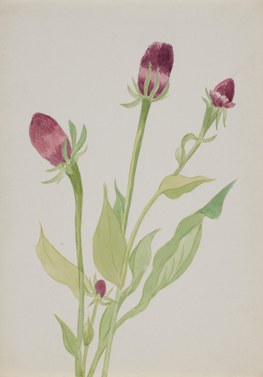 Bez tytułu — Studium kwiatów, b.d. autorstwa Mary Vaux Walcott
