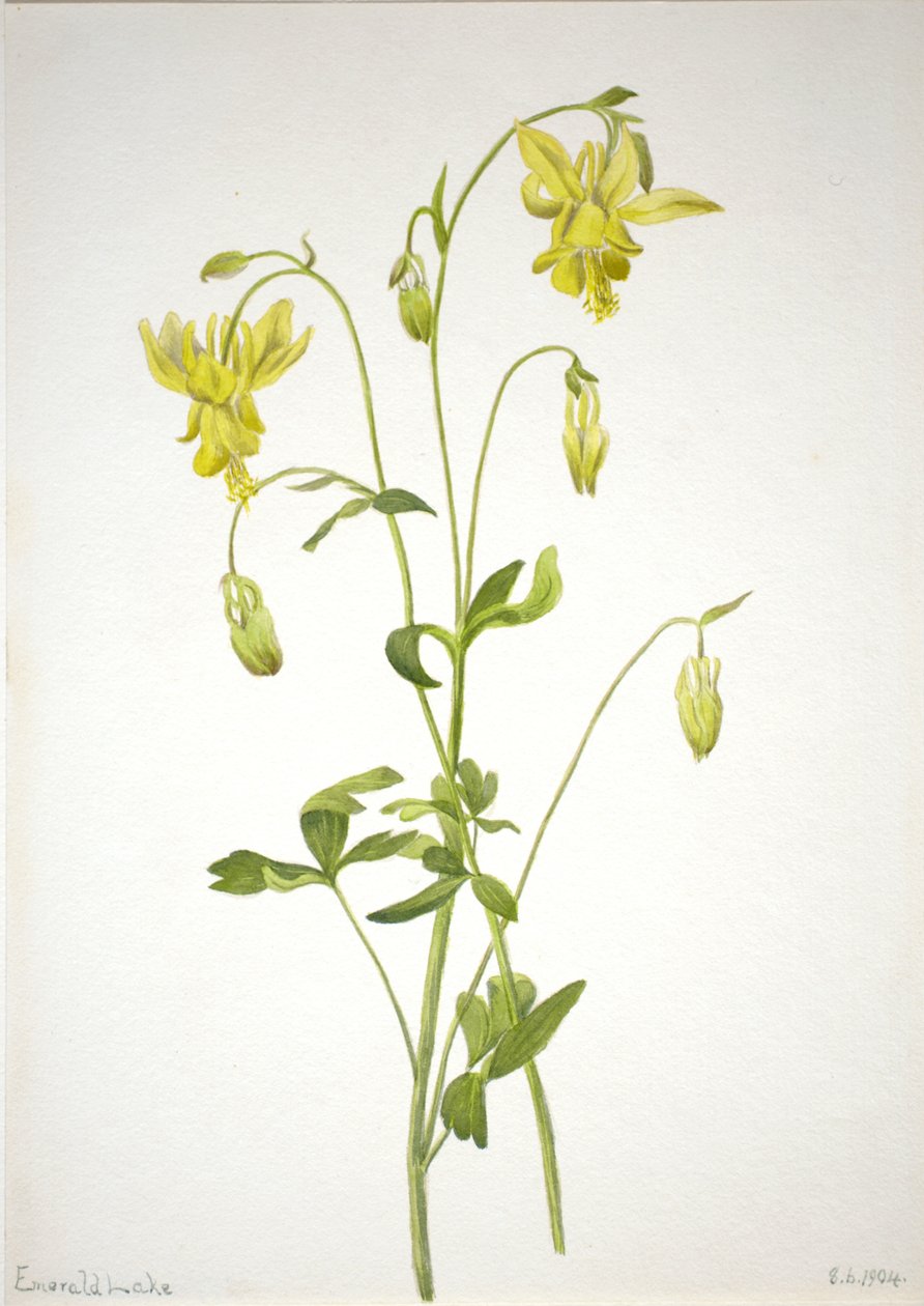 Bez tytułu — studium roślin, 1904. autorstwa Mary Vaux Walcott