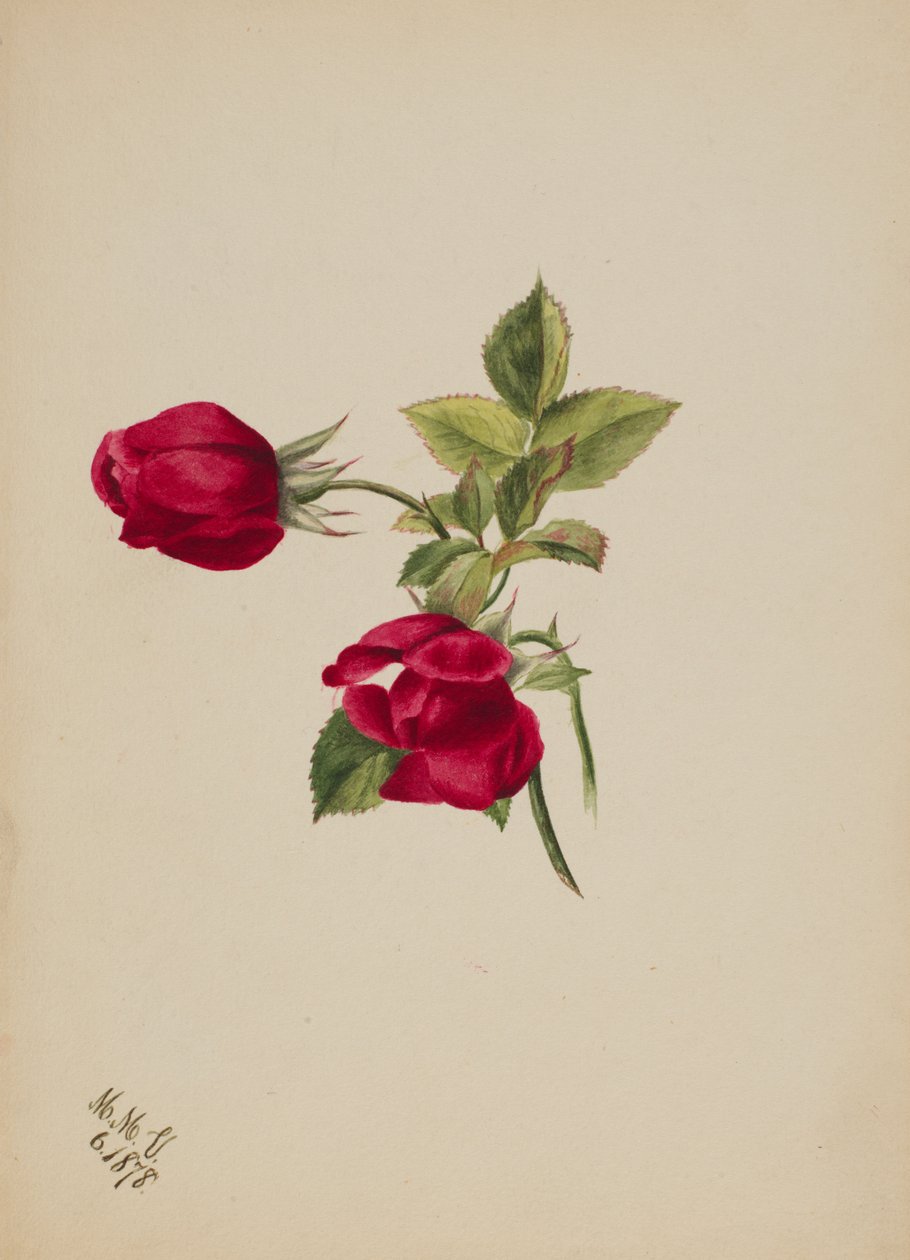 Bez tytułu – Róża, 1878. autorstwa Mary Vaux Walcott