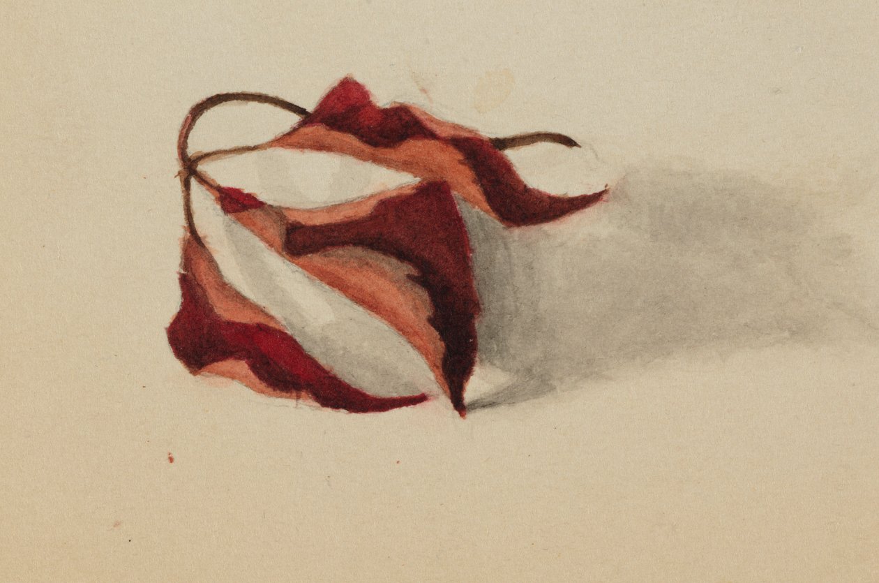 Bez tytułu (Zwinięte jesienne liście) autorstwa Mary Vaux Walcott