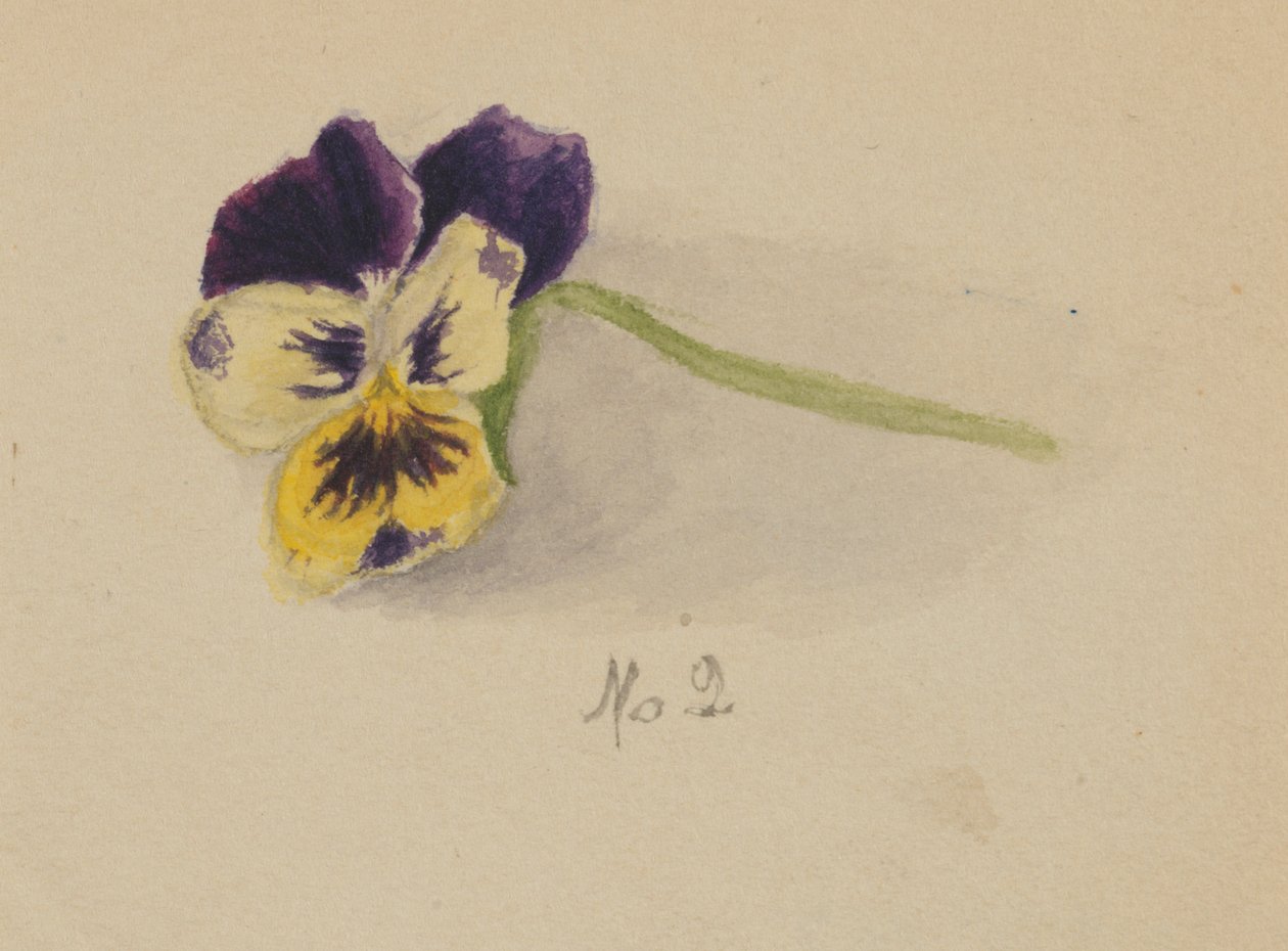 Bez tytułu (Pansy) autorstwa Mary Vaux Walcott