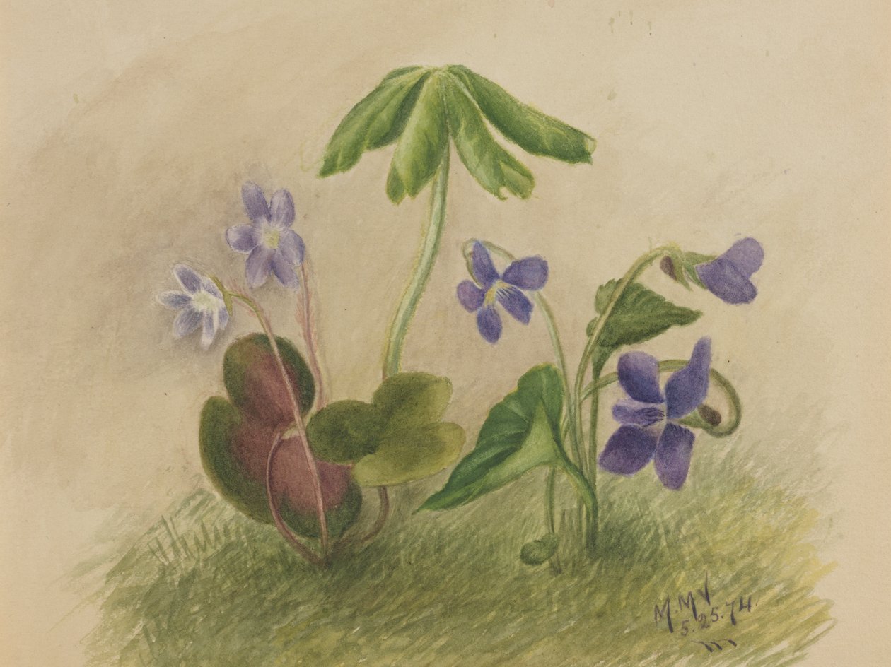 Bez tytułu, 1874. autorstwa Mary Vaux Walcott