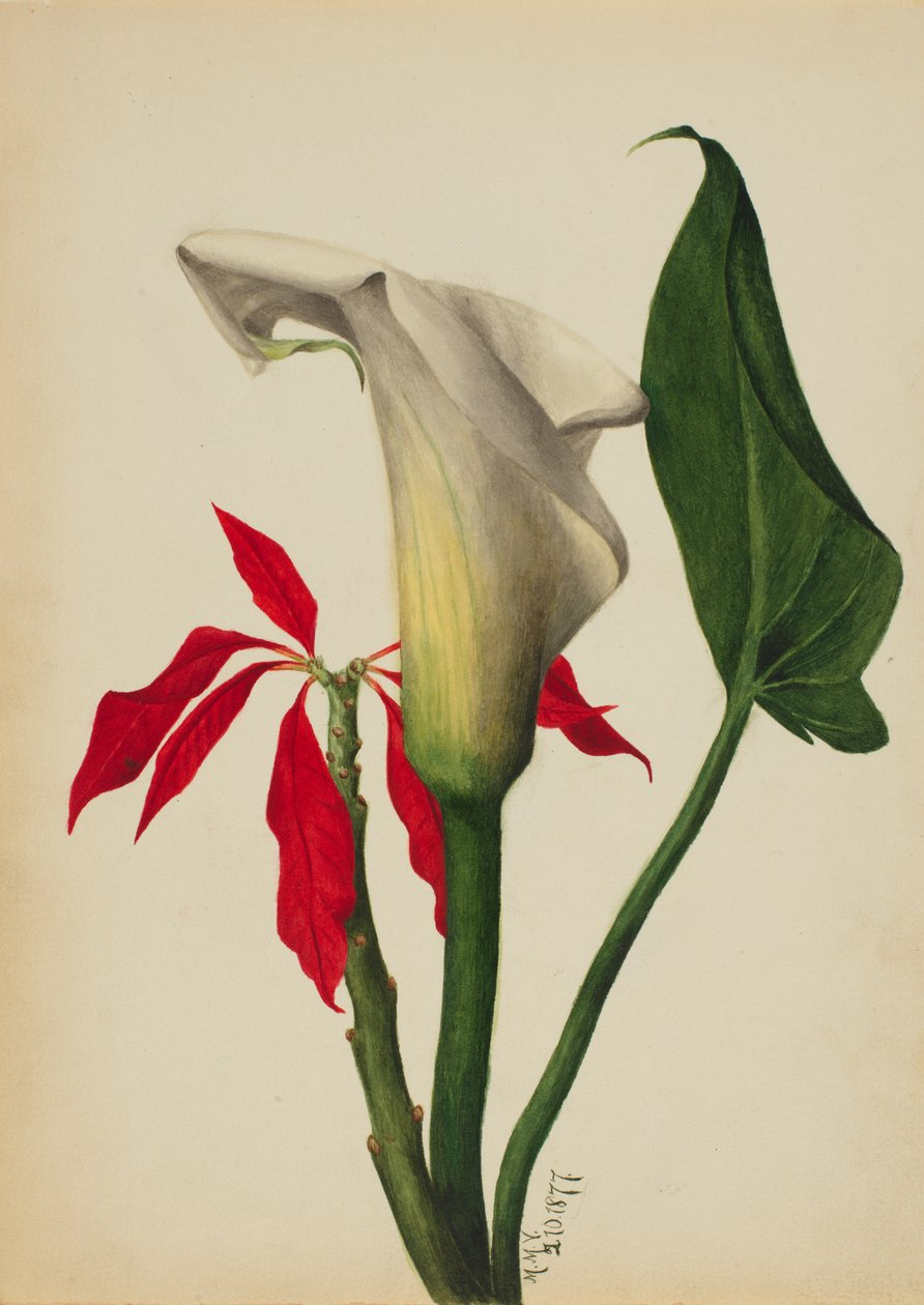 Bez tytułu Calla Lily, 1877. autorstwa Mary Vaux Walcott