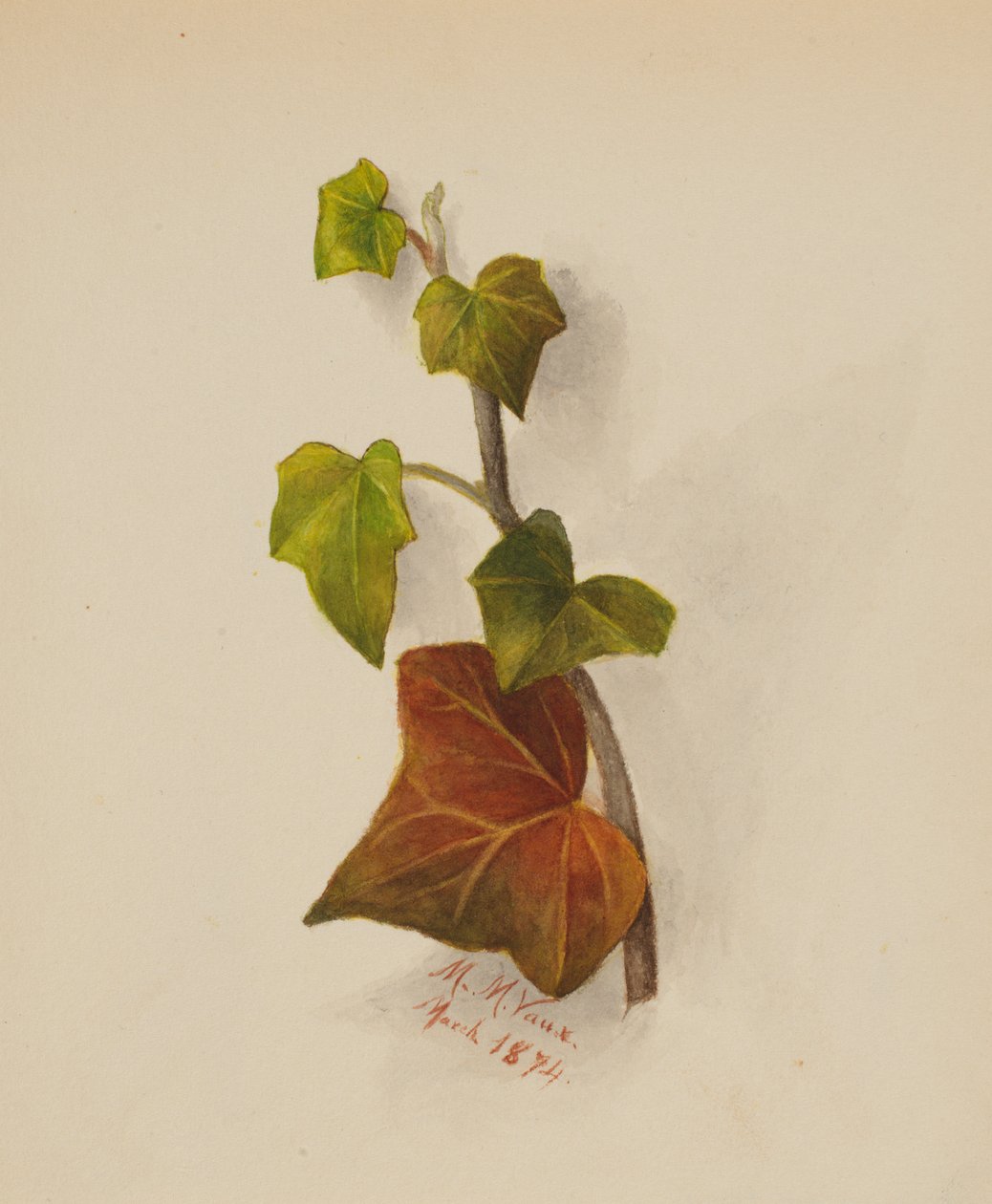 Bluszcz bez tytułu, 1874. autorstwa Mary Vaux Walcott