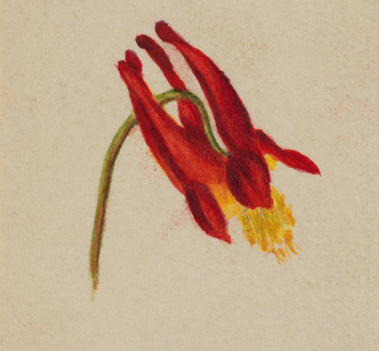 Bez tytułu, ca. 1874. autorstwa Mary Vaux Walcott