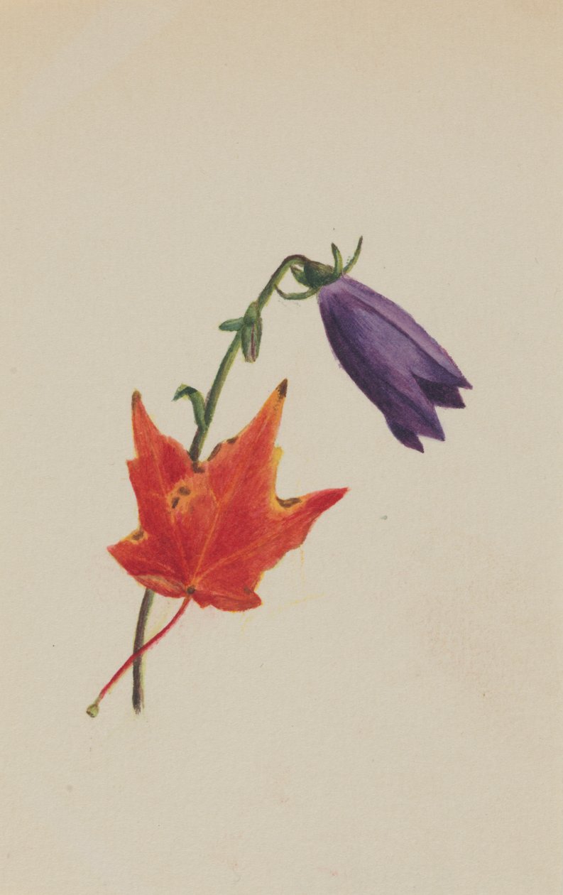 Bez tytułu, ca. 1876. autorstwa Mary Vaux Walcott