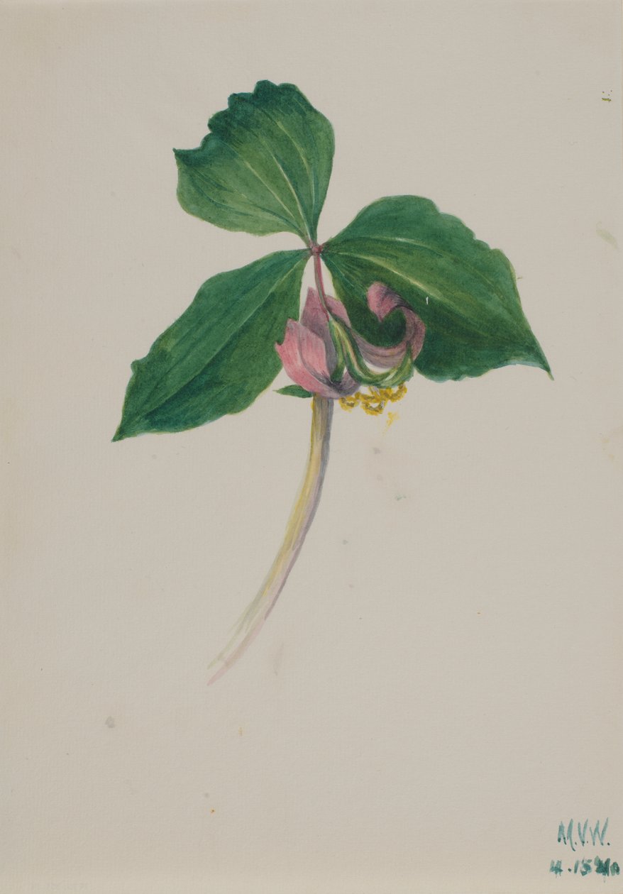 Bez tytułu, ca. 1920. autorstwa Mary Vaux Walcott