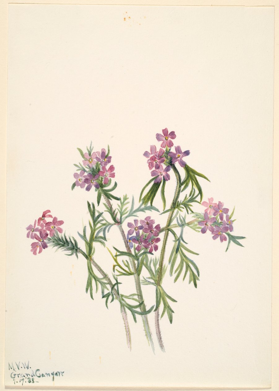 Werbena (Verbena wrightii) autorstwa Mary Vaux Walcott
