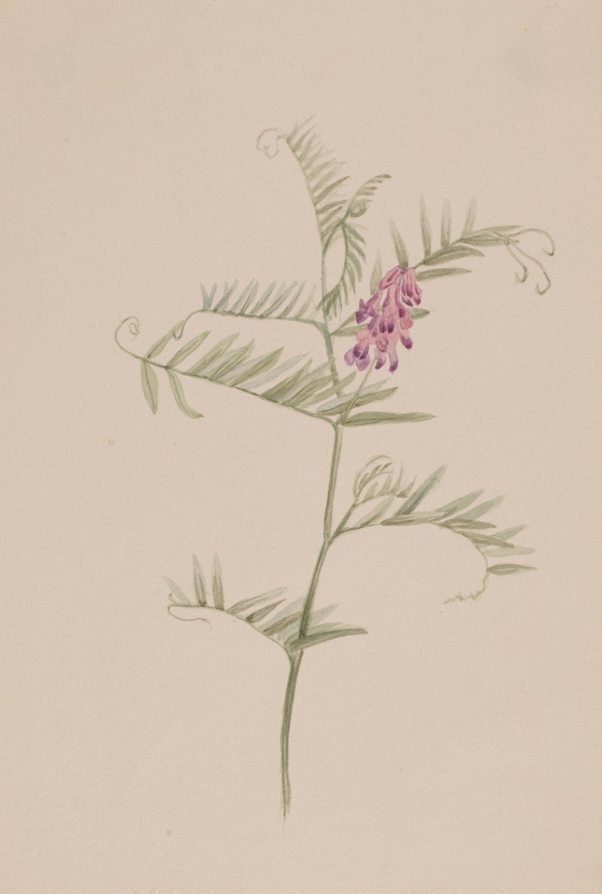Wyka amerykańska, ca. 1917-1918. autorstwa Mary Vaux Walcott