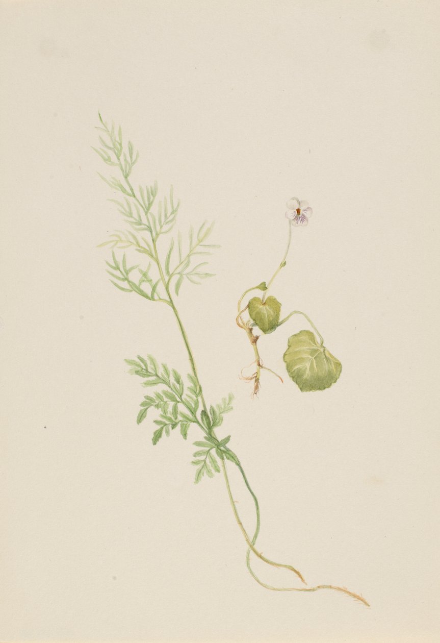Viola palustris autorstwa Mary Vaux Walcott