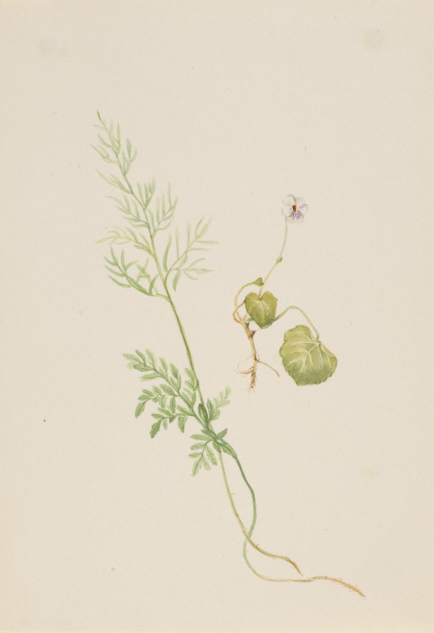 Altówka palustris, ca. 1917-1918. autorstwa Mary Vaux Walcott