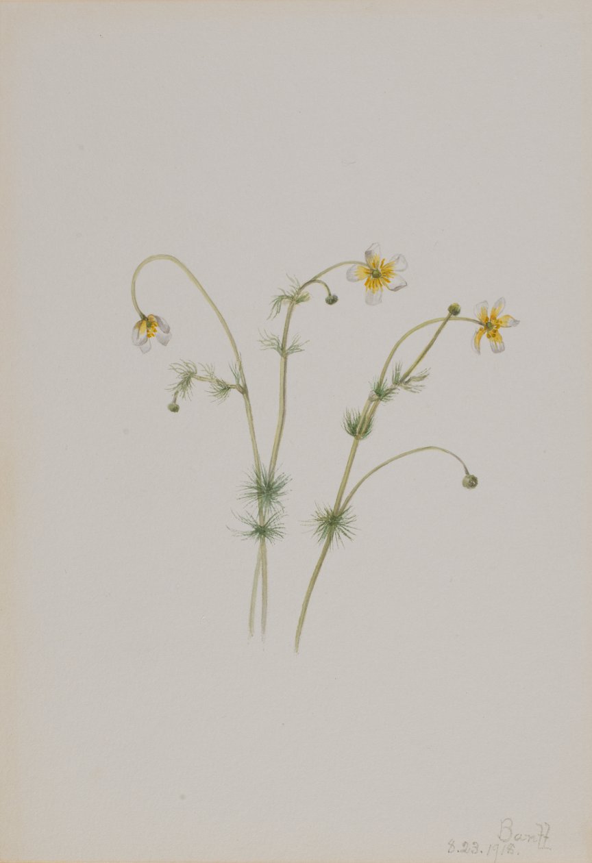Wrona wodna Batrachium trichophyllum, 1918. autorstwa Mary Vaux Walcott