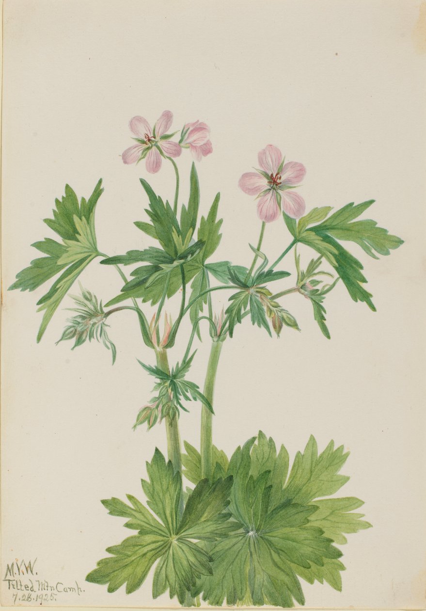 Bodziszek zachodni (Geranium viscosissimum) autorstwa Mary Vaux Walcott