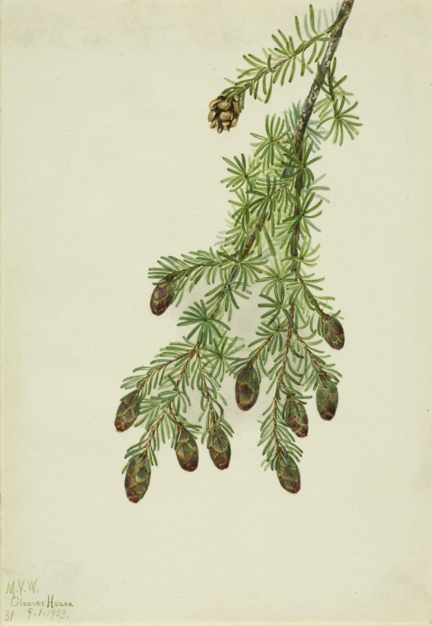 Cykuta zachodnia (Tsuga heterophylla) autorstwa Mary Vaux Walcott