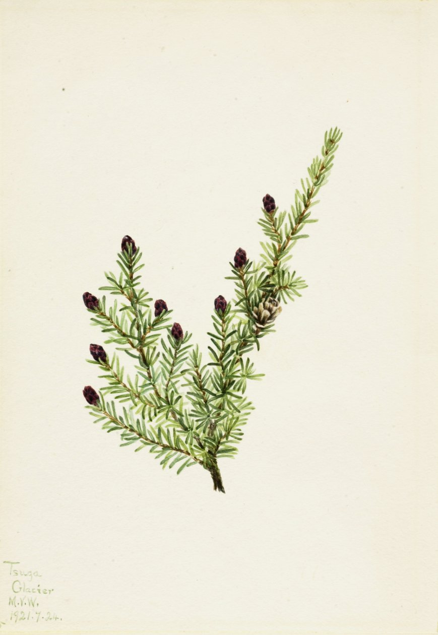 Hemlock Tsuga heterophylla zachodnia, 1924. autorstwa Mary Vaux Walcott