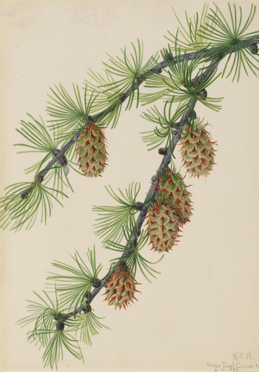 Modrzew zachodni (Larix occidentalis) autorstwa Mary Vaux Walcott