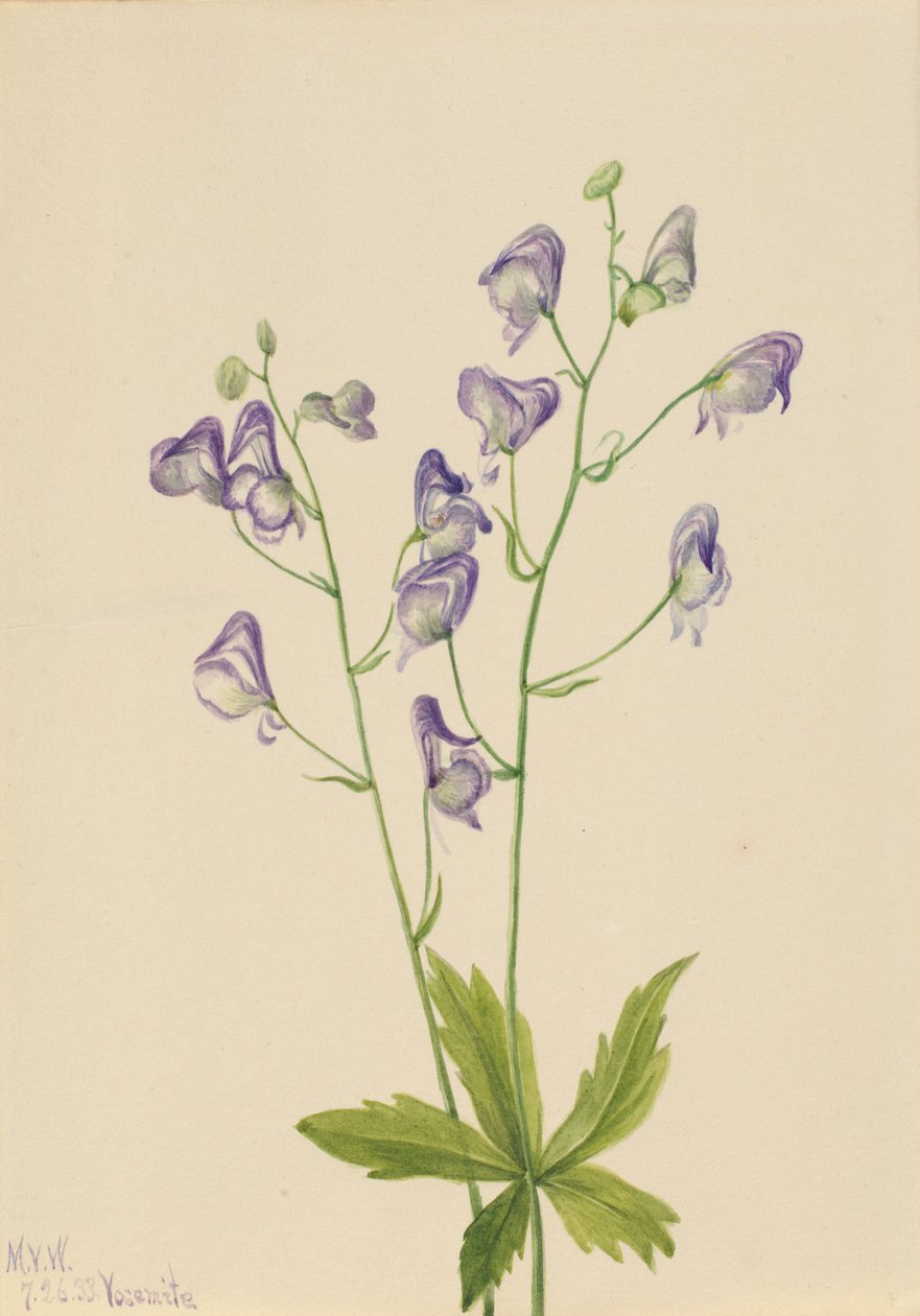 Tojad zachodni (Aconitum columbianum) autorstwa Mary Vaux Walcott