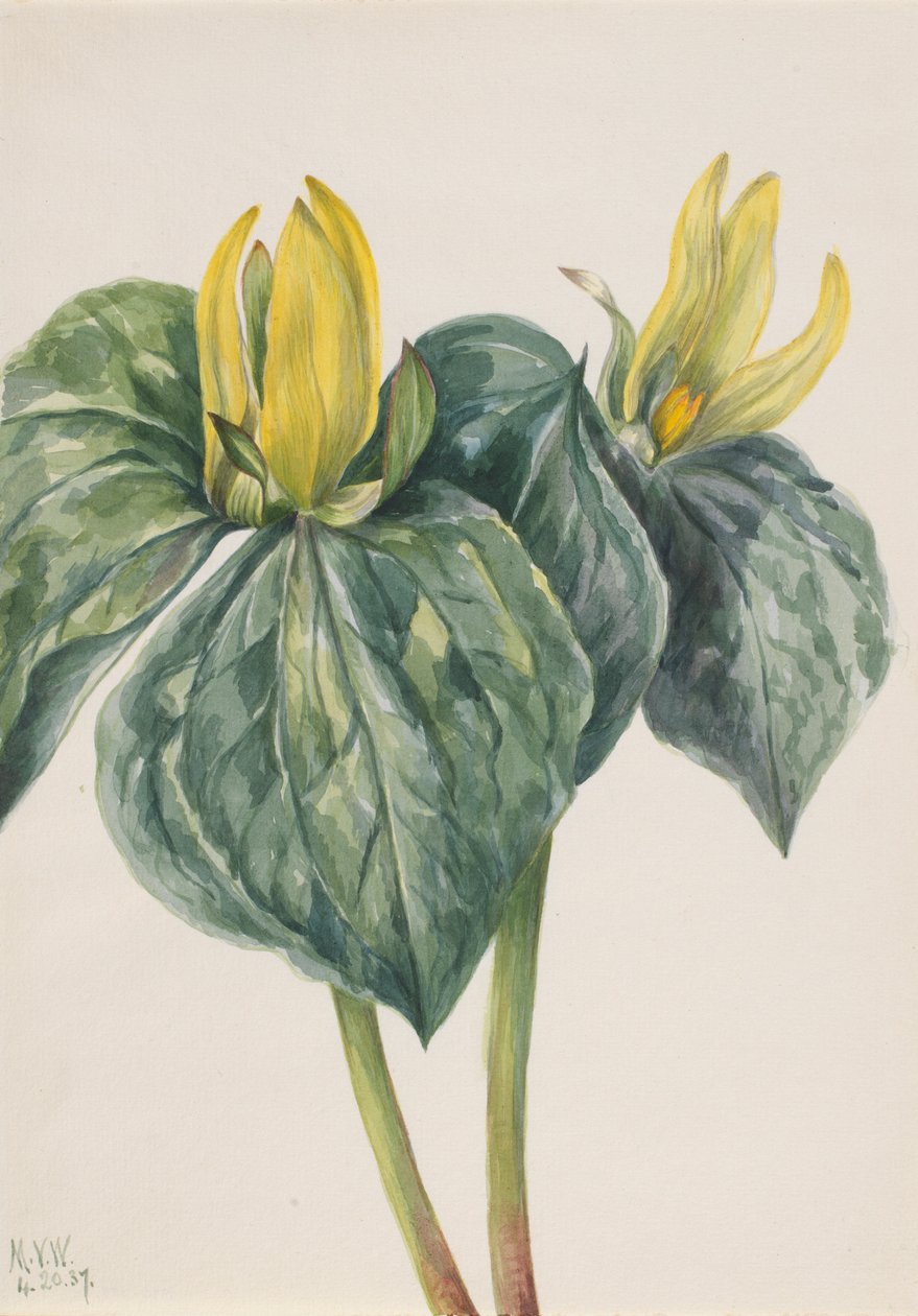 Whippoorwill Flower (Trillium hugeri) autorstwa Mary Vaux Walcott