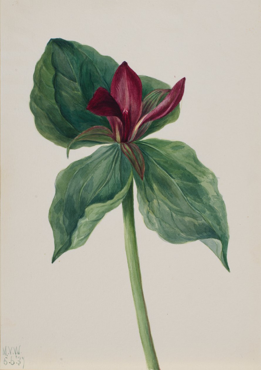 Whippoorwill Flower Trillium H., 1937. autorstwa Mary Vaux Walcott