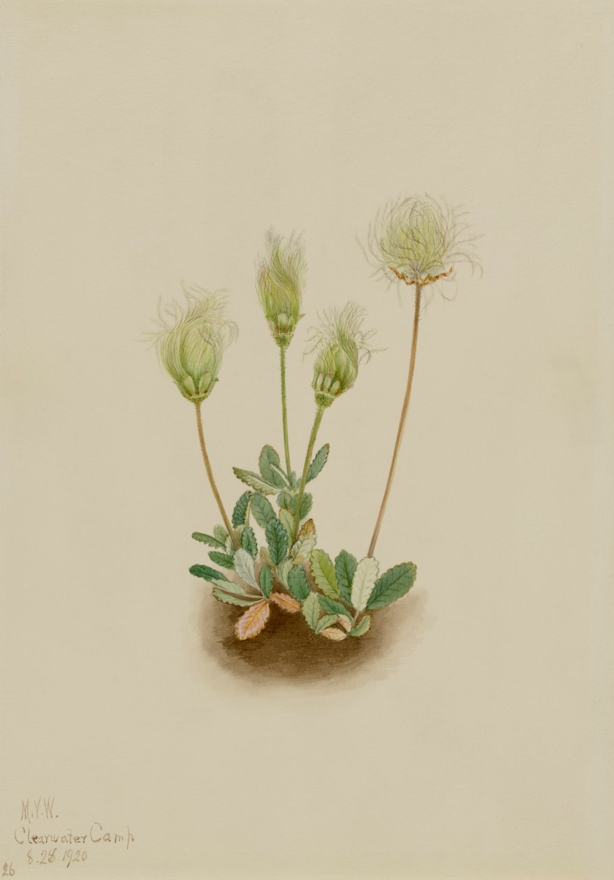 Biała driada Dryas octopetala, 1920. autorstwa Mary Vaux Walcott