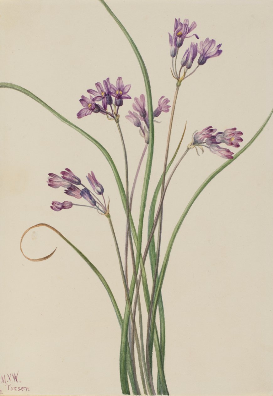 Dziki hiacynt Brodiaea pulchella, 1927. autorstwa Mary Vaux Walcott