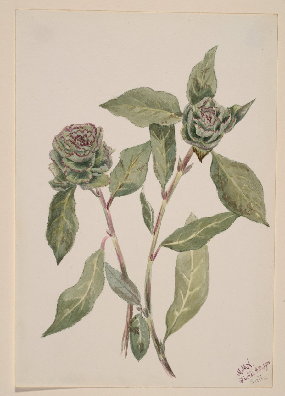 Wierzba (Salix) autorstwa Mary Vaux Walcott