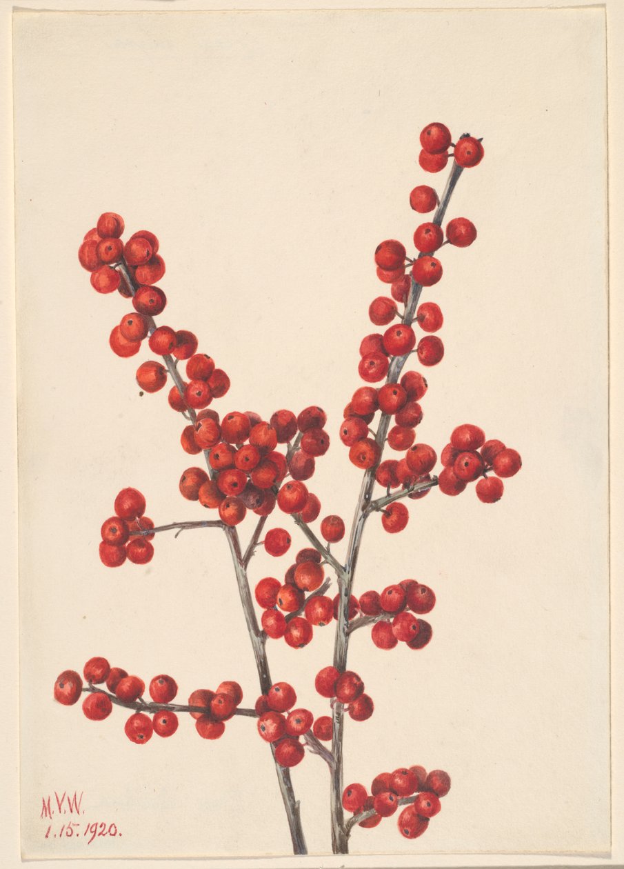 Ostrokrzew zimowy (Ilex verticillata) autorstwa Mary Vaux Walcott