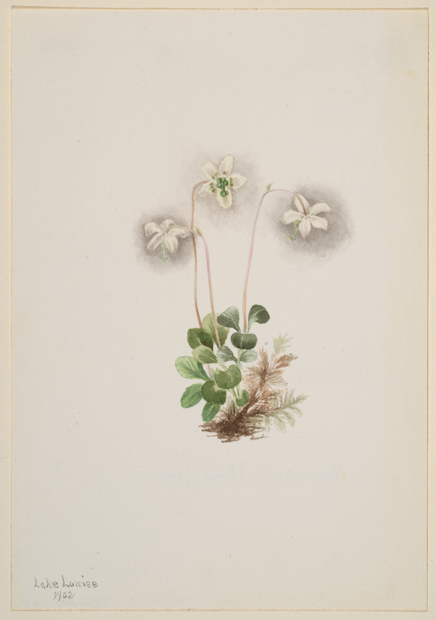 Nimfa drzewna Moneses uniflora, 1902. autorstwa Mary Vaux Walcott