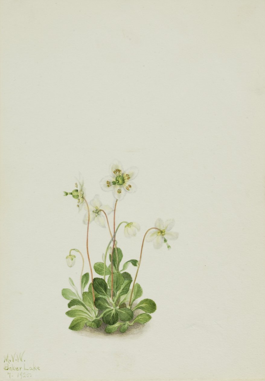 Nimfa drzewna Moneses uniflora, 1925. autorstwa Mary Vaux Walcott