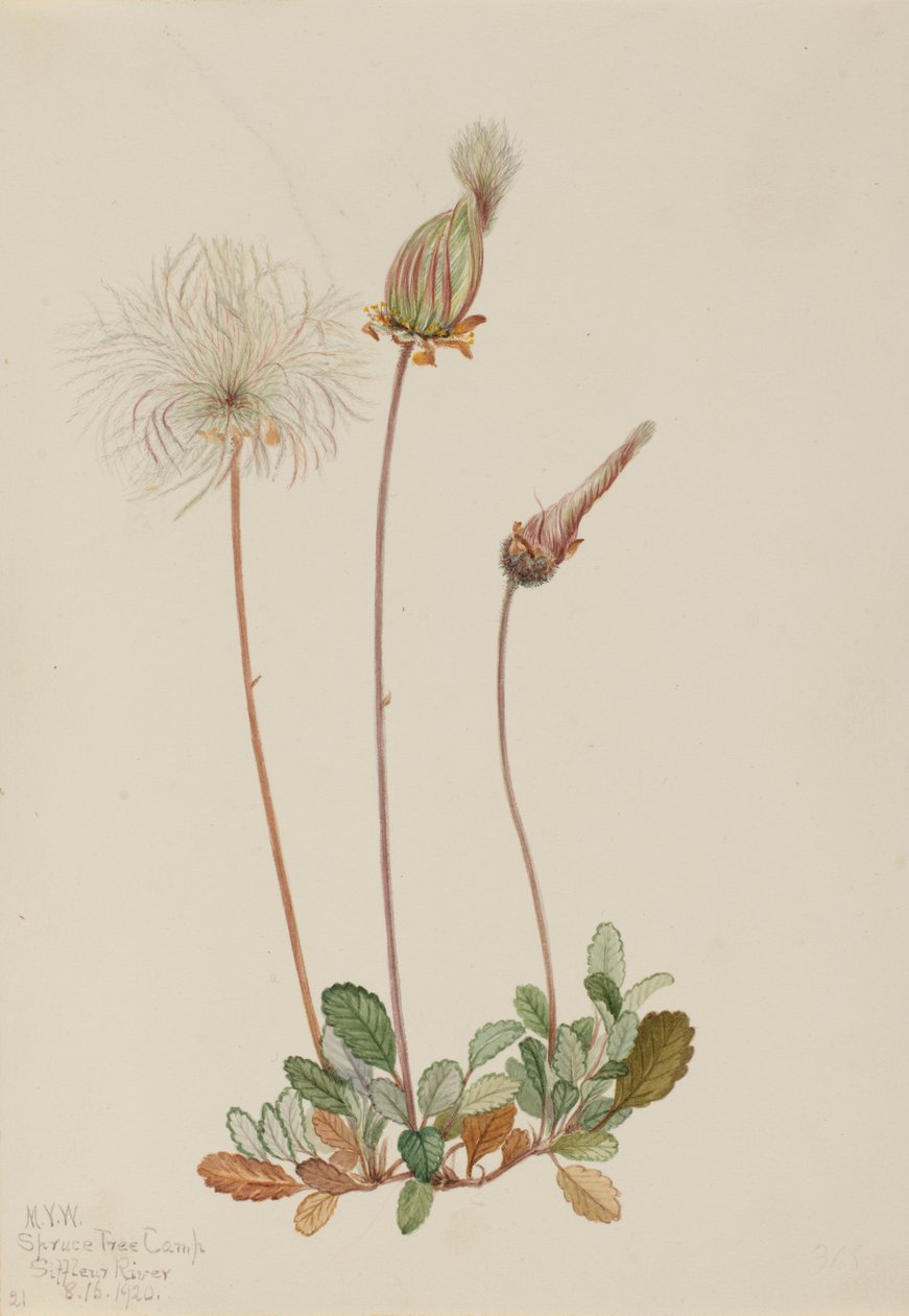 Dryad żółty (owoc) (Dryas drummondii) autorstwa Mary Vaux Walcott
