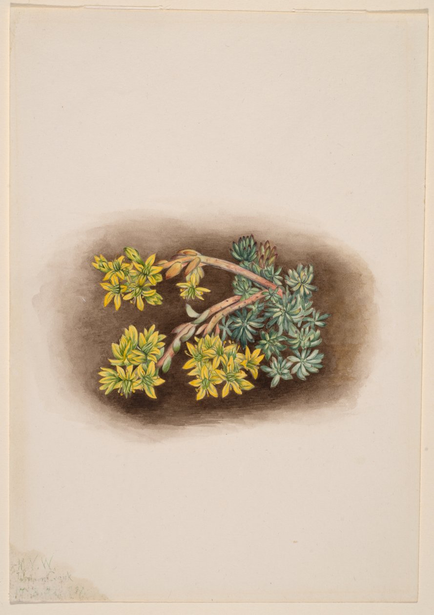 Rozchodnik żółty (Sedum stenopetalum) autorstwa Mary Vaux Walcott