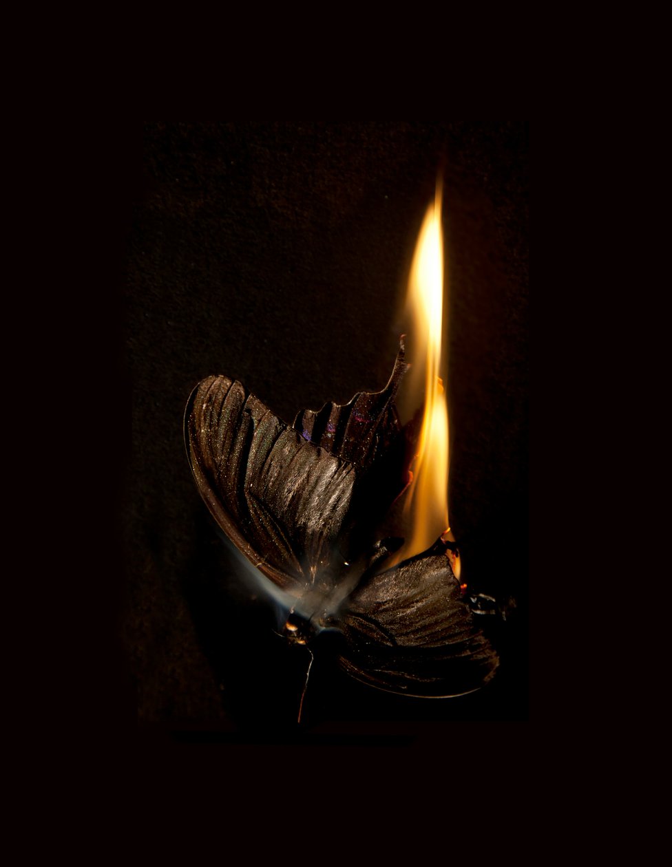 Burning Butterfly 13, 2013 (druk Lambda) autorstwa Mat Collishaw