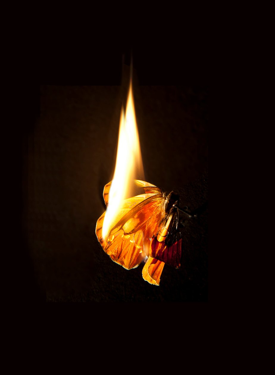 Płonący motyl 17, 2013 (druk Lambda) autorstwa Mat Collishaw