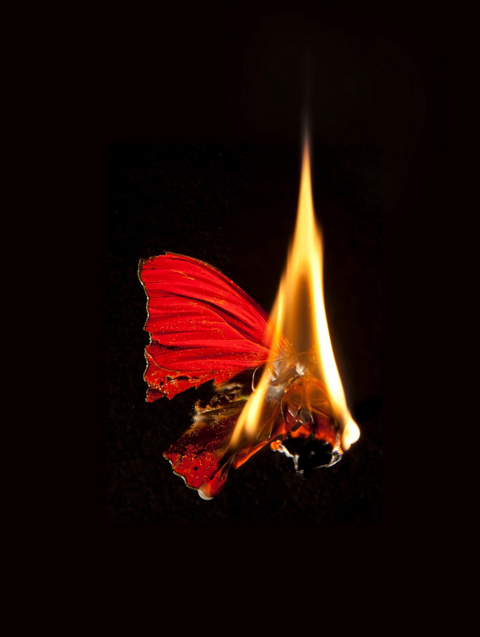 Burning Butterfly 18, 2013 (druk Lambda) autorstwa Mat Collishaw