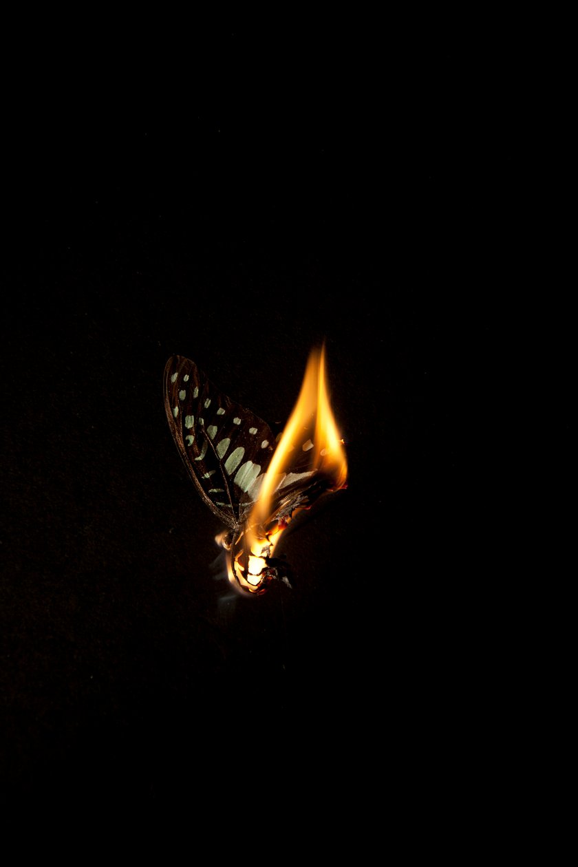 Burning Butterfly 1, 2013 (druk Lambda) autorstwa Mat Collishaw