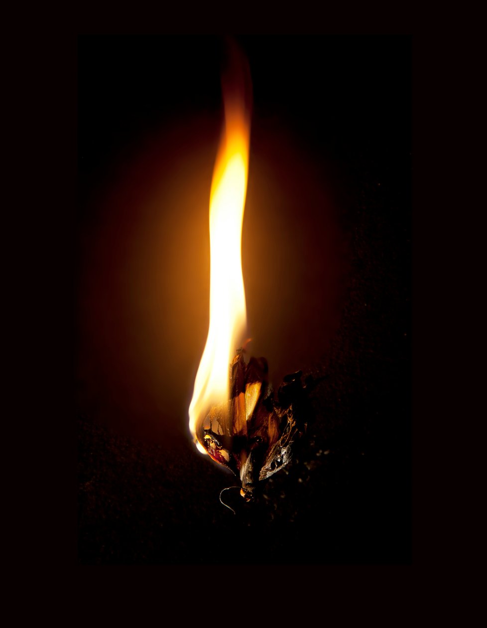 Burning Butterfly 23, 2013 (druk Lambda) autorstwa Mat Collishaw